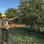 Olio extravergine di oliva siciliano: scopri la qualità e l'autenticità della Tenuta Caracci