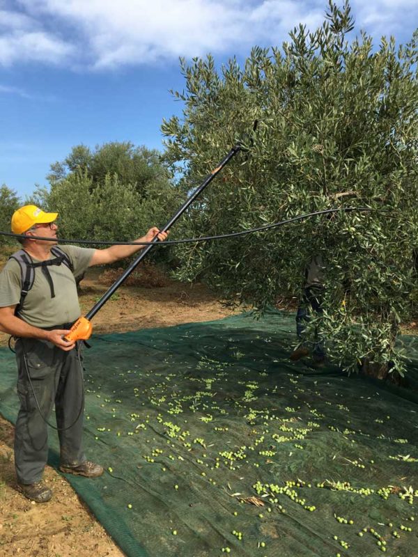 Olio extravergine di oliva siciliano: scopri la qualità e l'autenticità della Tenuta Caracci