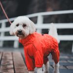 Come vestire i cani di piccola taglia d’inverno